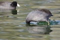 American Coot Looking Under Water Royalty Free Stock Photo