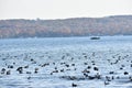 American Coot Migration on Geneva Lake