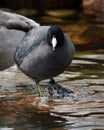 American Coot or mud hen duck with its ugly feet