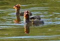 Newly Hatched American Coot, Mud Hen Or Fulica Americana Royalty Free Stock Photo