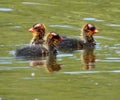 Newly Hatched American Coot, Mud Hen Or Fulica Americana Royalty Free Stock Photo