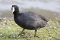 American Coot Royalty Free Stock Photo