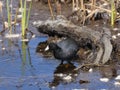 American Coot Portrait