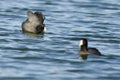 American Coot Preparing for an Attack Royalty Free Stock Photo