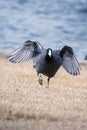 American Coot runs Royalty Free Stock Photo