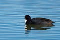 American Coot searching the water for food while swimming alone Royalty Free Stock Photo