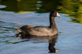 American coot Royalty Free Stock Photo