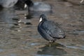 American Coot standing in water with its head slightly turned Royalty Free Stock Photo