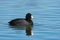 American Coot swimming with its reflection in a calm lake Royalty Free Stock Photo