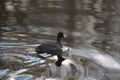 American coot swimming in a lake