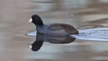 American Coot Royalty Free Stock Photo