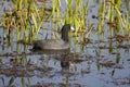 American coot swimming in pond among grasses, reeds and other aq Royalty Free Stock Photo