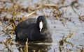 American Coot swimming on pond, Walton County, Georgia, USA