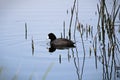 An American Coot swimming beside reflecting reeds Royalty Free Stock Photo