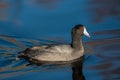 American Coot Royalty Free Stock Photo