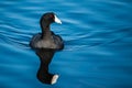 American coot Royalty Free Stock Photo