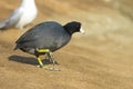 The American Coot walking on a shore