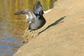 The American Coot walking on a shore Royalty Free Stock Photo