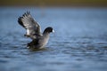 American Coot on the water