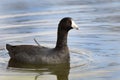 American Coot water bird swimming in wetlands at Phinizy Swamp Nature Park, Richmond County, Georgia