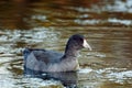 American Coot in the Water at Dusk Royalty Free Stock Photo