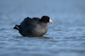 American Coot on the water