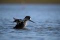 American Coot on the water