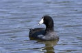 American Coot waterfowl bird, Walton County, GA Royalty Free Stock Photo