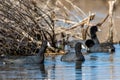 American coots, Fulica americana, swimming in a wetland near Culver, Indiana