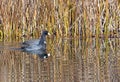 American Coots