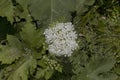 American Cow parsnip (Heracleum maximum) Royalty Free Stock Photo