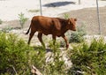 American cow on the side of a typical North American road Royalty Free Stock Photo