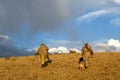 American coyote hunters and dogs in arid sunrise