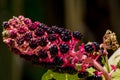 American crimson Phytolacca americana