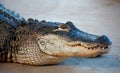 American crocodile