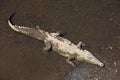 American Crocodile Royalty Free Stock Photo