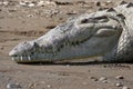 American Crocodile on the beach Royalty Free Stock Photo