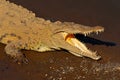 American crocodile, Crocodylus acutus, animal in the river water. Wildlife scene from nature. Crocodile from river Tarcoles, Costa Royalty Free Stock Photo