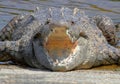 American crocodile (Crocodylus acutus) Basking in The Sun Royalty Free Stock Photo