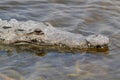 American crocodile (Crocodylus acutus) Basking in The Sun