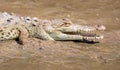 American crocodile Crocodylus acutus juvenile Royalty Free Stock Photo