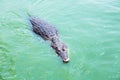 American crocodile (Crocodylus acutus) in a lake Royalty Free Stock Photo