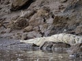 American Crocodile,. Crocodylus acutus, lies on the banks of the Tarcoles River, Costa Rica Royalty Free Stock Photo