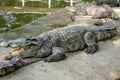 The Million Years Stone Park Pattaya. Royalty Free Stock Photo