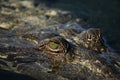 The American crocodile Crocodylus acutus,portrait Royalty Free Stock Photo