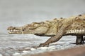 American crocodile Crocodylus acutus returns back to the Tarcoles River. Royalty Free Stock Photo