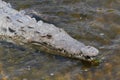 American crocodile (Crocodylus acutus)