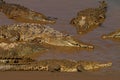 American crocodile, Crocodylus acutus, three animals in the river water. Wildlife scene from nature. Crocodiles from river Tarcole Royalty Free Stock Photo