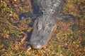 American Crocodile in the Everglades Royalty Free Stock Photo