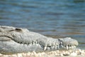 American Crocodile